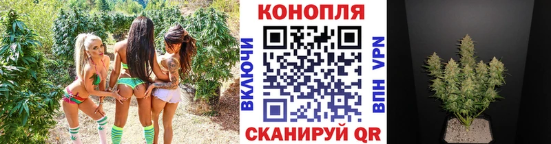 Бошки марихуана марихуана  Купить закладки  Николаевск 
